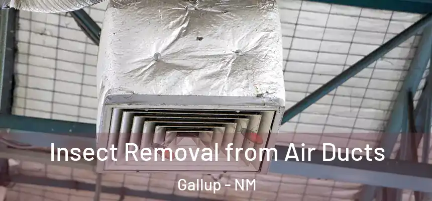 Insect Removal from Air Ducts Gallup - NM